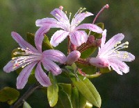 Bejaria aestuans (Ericaceae)