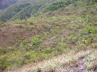 Bosque cerrado y sabanas