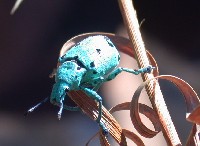 Escarabajo colorido (Familia Curculionidae)
