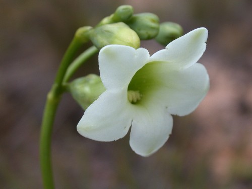 Irlbachia alata (Gentianaceae)