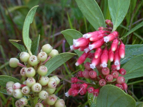 Cavendishia bracteata (Ericaceae)