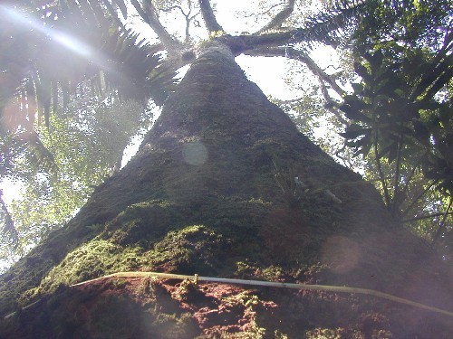 Bertolletia excelsa