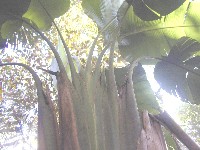 Phenakospermum guyannense