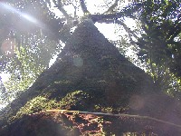 Bertolletia excelsa