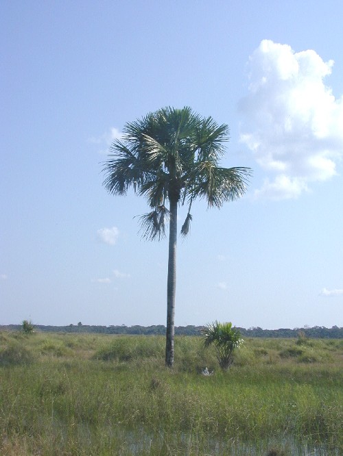 Mauritia flexuosa