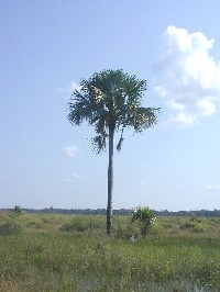 Mauritia flexuosa