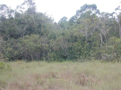 Limites del bosque y la pampa