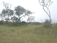 Transicion de bosques a pampas con un cerrado de intermedio