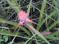 Bromeliaceae, presente en la transicion de bosques a pampas