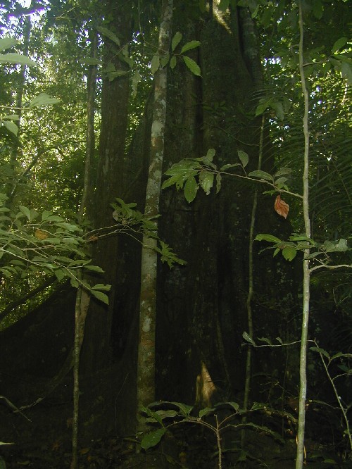 Ficus sp.