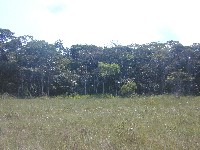 Bosques a pampas en una brusca transicion