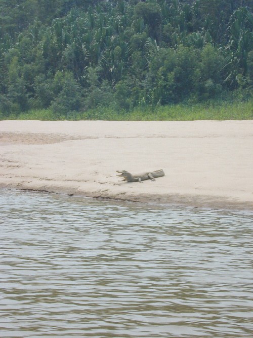 Lagarto tomando calor en las playas del Rio Heath