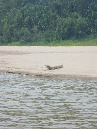 Lagarto tomando calor en las playas del Rio Heath