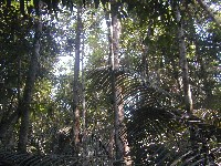 Bosque amaznico de tierra firme