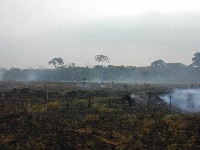 Quema de bosques