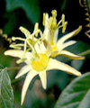 Passifloraceae