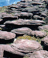 Flora of the Venezuelan Guayana