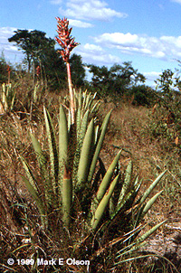 Aechmaea distacantha