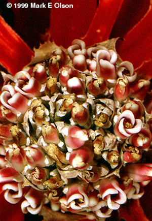 Bromelia rosette