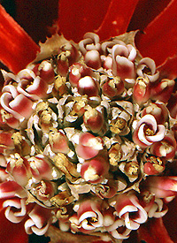 Bromelia rosette