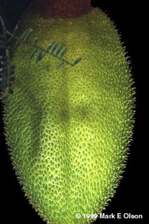 Pithecoctenium sp.