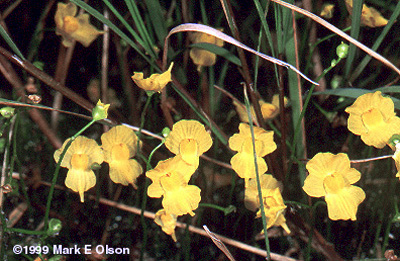 Utricularia sp.