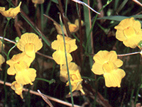 Utricularia sp.