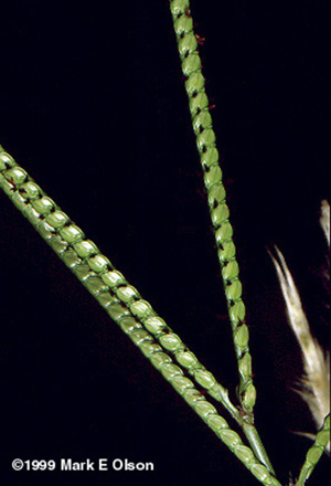 Paspalum sp.