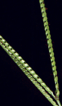 Paspalum sp.