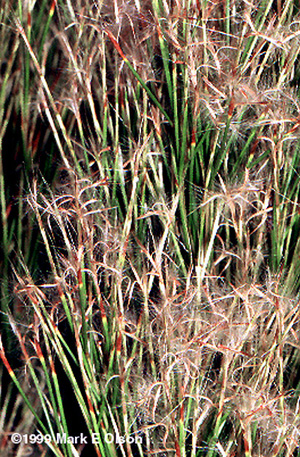 Schizachyrium microstachys