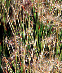 Schizachyrium microstachys