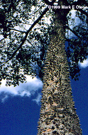 Chorisia speciosa