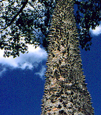 Chorisia speciosa