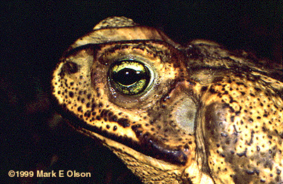 Bufo marinus