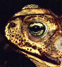 Bufo marinus