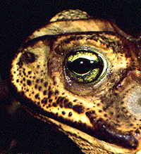 Bufo marinus