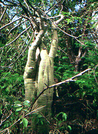 Adenia venenata