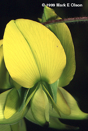 Crotalaria sp.