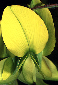 Crotalaria sp.