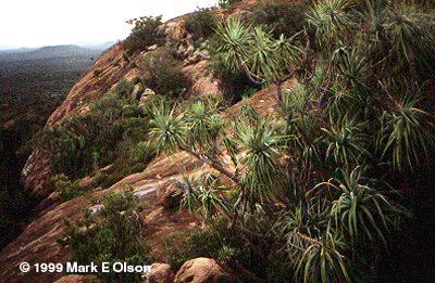 Dracaena ellenbeckii