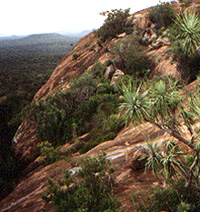 Dracaena ellenbeckii