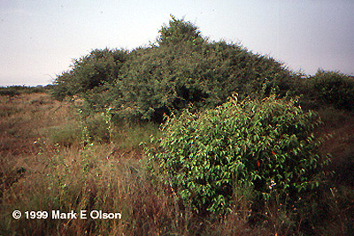 Acacia sp.