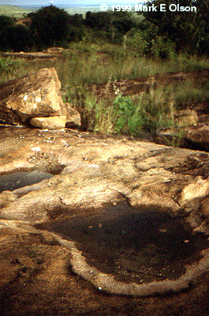 Rock pools