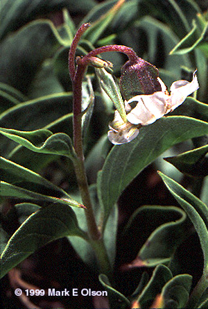 Trichodesma marsabiticum