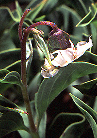 Trichodesma marsabiticum