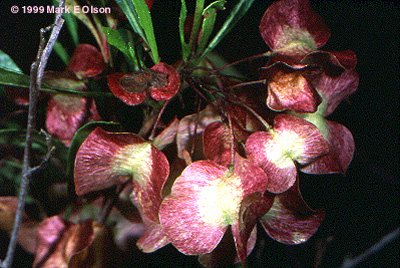 Dodonaea viscosa