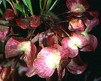 Dodonaea viscosa