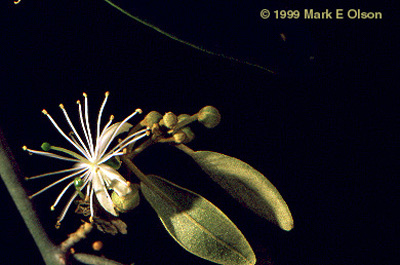 Maerua sp.