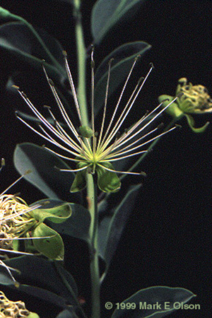 Capparis sp.