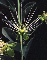 Capparis sp.